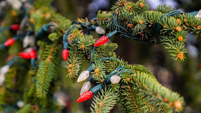 Image of LED lights on tree.